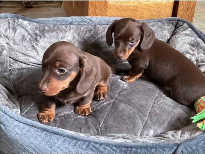 Jezevčík hladkosrstý trpasličí