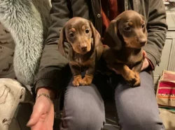 Jezevčík hladkosrstý trpasličí