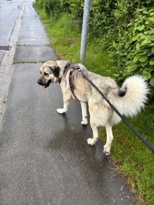 Pes kangal jménem Pascha