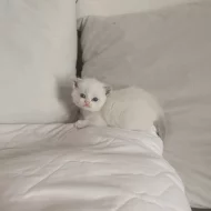 Britská bicolor x colorpoint koťátka