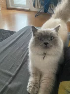 Britská bicolor x colorpoint koťátka