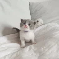 Britská bicolor x colorpoint koťátka