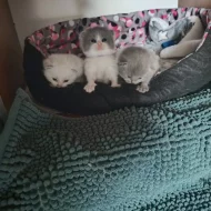 Britská bicolor x colorpoint koťátka