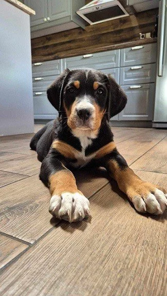 Veľký švajčiarsky salašnícky pes