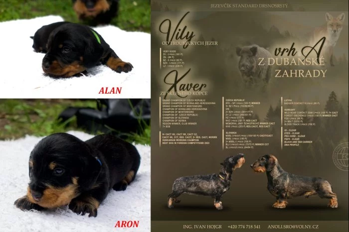 Jezevčík drsnosrstý standard