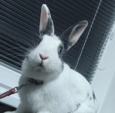 Daruji králíčka