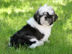 Shih-tzu, ši-tzu štěňátka s PP FCI