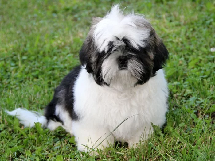 Shih-tzu, ši-tzu štěňátka s PP FCI