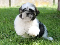 Shih-tzu, ši-tzu štěňátka s PP FCI