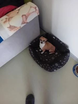 Prodám čivavu