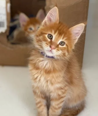 Úžasné kotě Maine Coon hledá nový domov