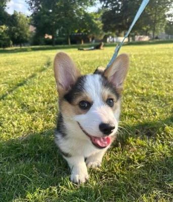 Štěňata velšského pembroke corgiho