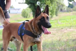 Belgický ovčák Malinois štěňata s PP