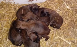 Belgický ovčák Malinois štěňata s PP