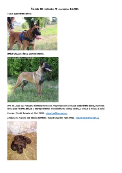 Belgický ovčák Malinois štěňata s PP