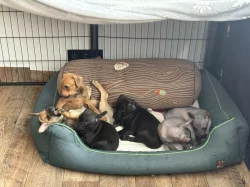 Stěně peruánského naháče