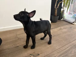 Stěně peruánského naháče