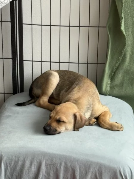 Stěně peruánského naháče