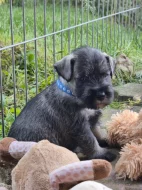 Knírač střední pepř a sůl