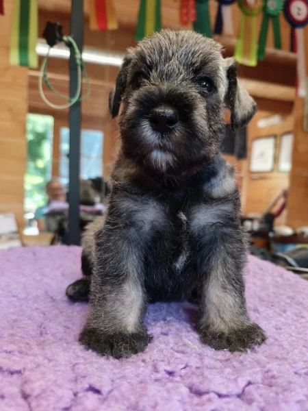 Knírač střední pepř a sůl