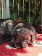 Knírač střední pepř a sůl