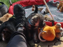 Knírač střední pepř a sůl