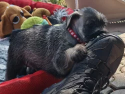 Knírač střední pepř a sůl