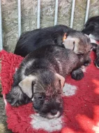 Knírač střední pepř a sůl