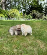 Rozkošná štěňátka pomeranského ovčáka
