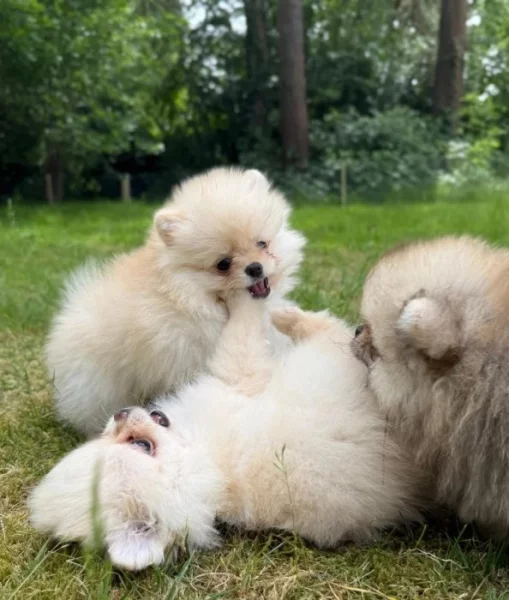 Rozkošná štěňátka pomeranského ovčáka