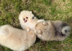 Rozkošná štěňátka pomeranského ovčáka