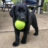 Nádherná štěňata labradorského retrívra