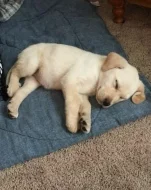 Nádherná štěňata labradorského retrívra