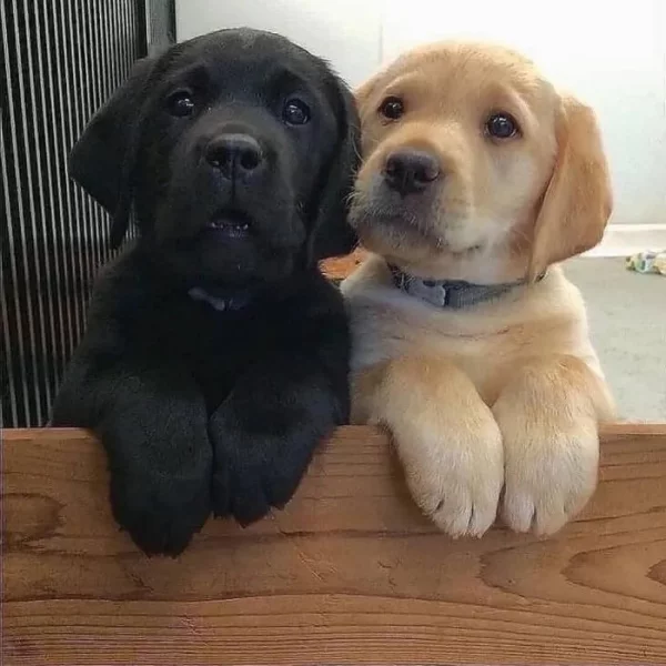 Nádherná štěňata labradorského retrívra