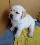 Nádherná štěňata labradorského retrívra