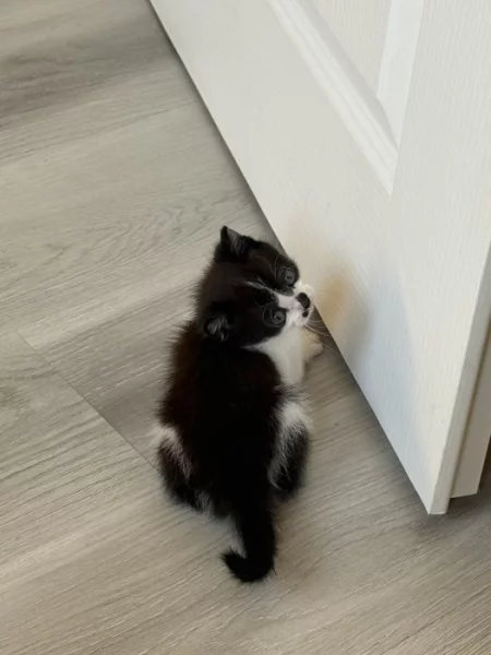 Dáváme do dobrých rukou koťátka