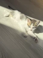 Dáváme do dobrých rukou koťátka