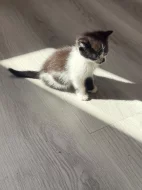 Dáváme do dobrých rukou koťátka