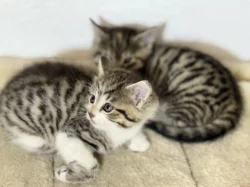 Dáváme do dobrých rukou koťátka