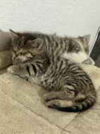 Dáváme do dobrých rukou koťátka