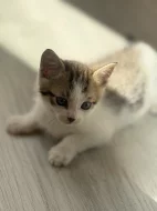 Dáváme do dobrých rukou koťátka