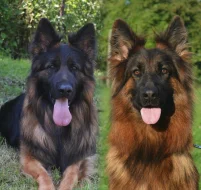 Německý ovčák s pp dlouhosrstý