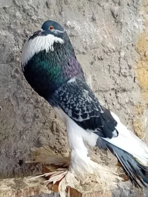 Pomořanský voláč