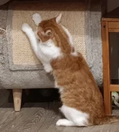 Kocourek Bruno hledá nový domov