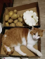 Kocourek Bruno hledá nový domov