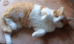 Kocourek Bruno hledá nový domov