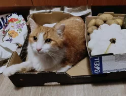 Kocourek Bruno hledá nový domov