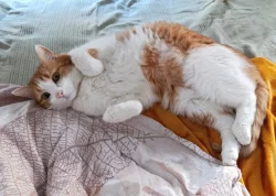 Kocourek Bruno hledá nový domov