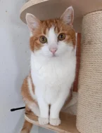 Kocourek Bruno hledá nový domov