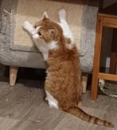 Kocourek Bruno hledá nový domov